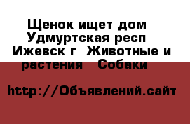 Щенок ищет дом - Удмуртская респ., Ижевск г. Животные и растения » Собаки   